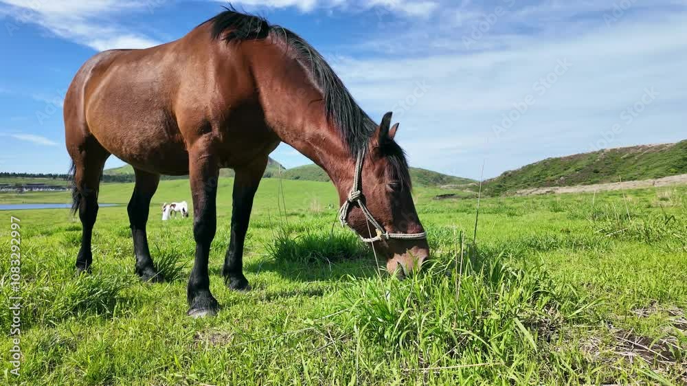 Aufkleber 馬、放牧、動物、牧場、ウマ、草原、食べる、飼育、食事、放し飼い、自然、草食、干支、牧草地、もぐもぐ、牧草、サファリパーク、動物園、えさ、餌、アップ、環境、口、頭、青空、SDGs、サステナビリティ、野生、食物連鎖、生物多様性、平原、風景、景色、パノラマ、展望、地平線、かわいい、競走馬、乗馬クラブ、馬肉、家畜、日本、旅行、観光、レジャー、観察、ペット、広い、午年、野原