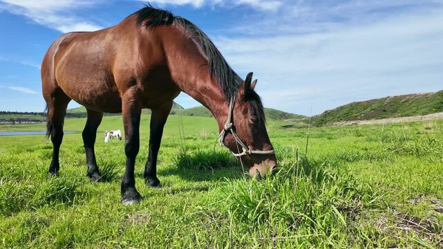 馬、放牧、動物、牧場、ウマ、草原、食べる、飼育、食事、放し飼い、自然、草食、干支、牧草地、もぐもぐ、牧草、サファリパーク、動物園、えさ、餌、アップ、環境、口、頭、青空、SDGs、サステナビリティ、野生、食物連鎖、生物多様性、平原、風景、景色、パノラマ、展望、地平線、かわいい、競走馬、乗馬クラブ、馬肉、家畜、日本、旅行、観光、レジャー、観察、ペット、広い、午年、野原
