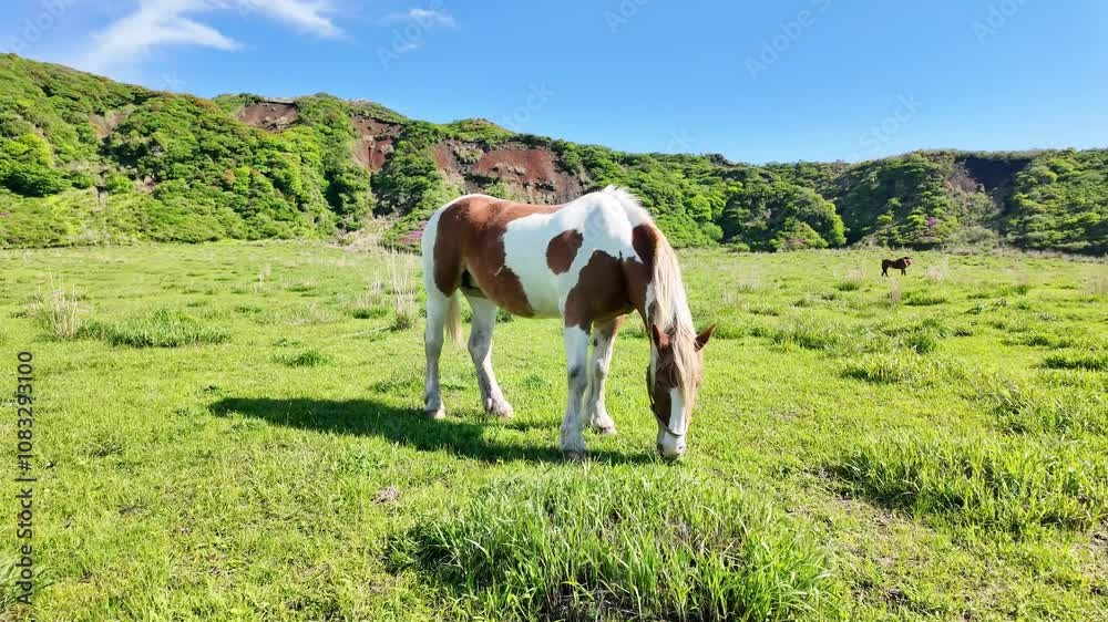 Poster 馬、牧場、動物、草原、放牧、ウマ、食べる、牧草地、食事、飼育、自然、環境、野生、ローアングル、地平線、パノラマ、青空、SDGs、畜産業、牧畜、家畜、放し飼い、観光、旅行、観光客、サファリパーク、動物園、風景、景色、草食、草、平原、食む、もぐもぐ、競走馬、乗馬、広角、草地、放牧地、サステナビリティ、屋外、牧草、晴れ、干支、午年、酪農、畜産、野原、散歩、大地