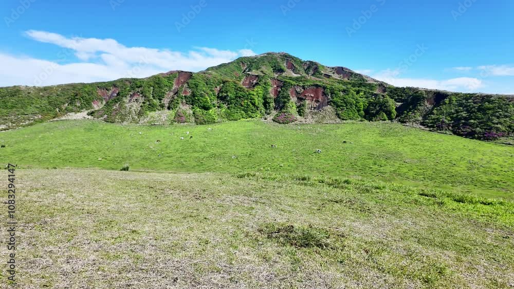 Poster 風景、草千里、阿蘇、草原、景色、草千里ヶ浜、熊本、高原、青空、大地、自然、観光、旅行、観光地、名所、観光客、環境、広い、広大、壮大、ダイナミック、人々、火山、野原、公園、山地、山岳、ピクニック、ハイキング、晴れ、雄大、登山、阿蘇山、日本、エコロジー、芝生、アウトドア、レジャー、散歩、パノラマ、展望、行楽地、旅行者、広角、グリーン、サステナビリティ、地平線、トレッキング、パンニング、人物
