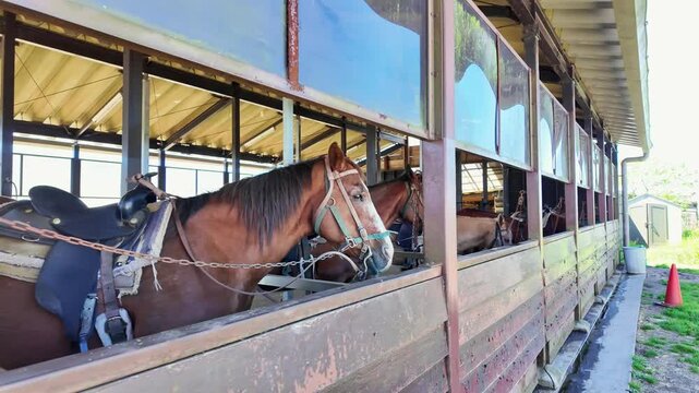 馬、動物、馬術、動物園、厩舎、ウマ、飼育、牧場、牧畜、畜産業、馬小屋、家畜、馬肉、乗馬、競走馬、給餌、複数、競馬、草食、生物、早馬、鞍、馬具、馬屋、体験、旅行、観光、観光地、レジャー、アウトドア、群れ、建物、日本、干支、哺乳類、サラブレッド、午年、自然、競馬場、馬場、騎馬、調教、名馬、血統、交配、駿馬、繁殖、スタリオン、生産、牝馬
