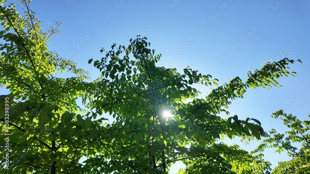 Poster 新緑、葉っぱ、枝、植物、木漏れ日、青空、自然、環境、SDGs、サステナビリティ、エコロジー、グリーン、木の枝、樹木、サステナブル、GX、SX、繁栄、成長、明るい、太陽、日光、日差し、昼間、天気、気象、大地、エコシステム、地球環境、環境保護、気候変動、持続可能な開発目標、グリーントランスフォーメーション、ESG投資、CSR、エシカル、脱炭素社会、カーボンオフセット、カーボンニュートラル、環境問題、ク