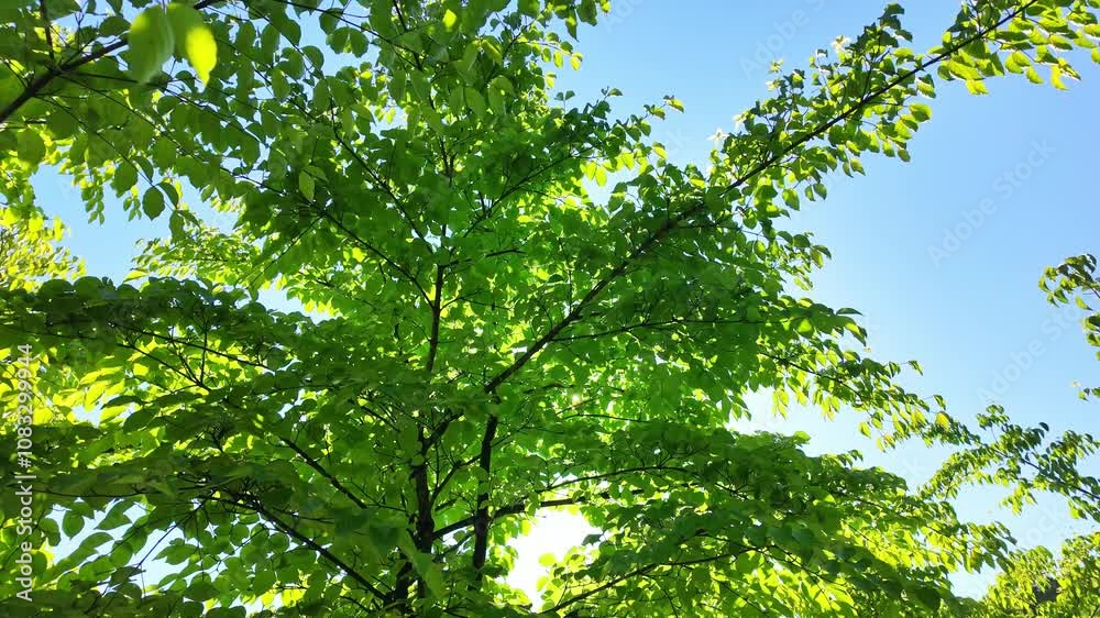 Poster 若葉、新緑、葉っぱ、自然、環境、青空、木漏れ日、太陽、輝き、SDGs、サステナビリティ、エコロジー、日光、日差し、木の枝、木の葉、グリーン、繁栄、成長、木陰、爽やか、ピクニック、リラックス、明るい、眩しい、フレア、キラキラ、GX、SX、サステナブル、街路樹、地球、大地、ボタニカル、植物、樹木、森林、光合成、風景、晴れ、景色、将来、イメージ、希望、美しい、屋外、春、初夏、光陽、光線