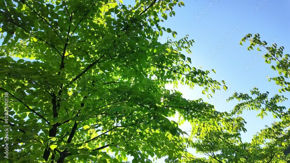 Poster 新緑、葉っぱ、若葉、環境、自然、木漏れ日、太陽、輝き、SDGs、希望、サステナビリティ、エネルギー、青空、フレア、キラキラ、エコロジー、日光、日差し、木の枝、木の葉、グリーン、繁栄、成長、木陰、爽やか、ピクニック、リラックス、明るい、眩しい、GX、サステナブル、街路樹、地球、大地、植物、樹木、森林、光合成、風景、景色、将来、イメージ、美しい、屋外、ボタニカル、春、初夏、晴れ、光陽、光線