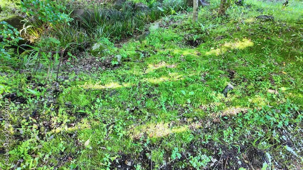 Poster 若葉、葉っぱ、植物、新緑、庭、庭園、公園、自然、樹木、グリーン、木漏れ日、旅館、ホテル、環境、木の葉、建物、建築、庭づくり、庭師、ナチュラル、エコロジー、森林、日本、明るい、日光、日差し、リラックス、風景、景色、ガーデニング、園芸、旅行、造園、大地、エコシステム、地球環境、環境保護、気候変動、環境問題、クリーン、屋外、観光、リゾート、古民家、イメージ、晴れ、春、初夏、ドリーイン、背景