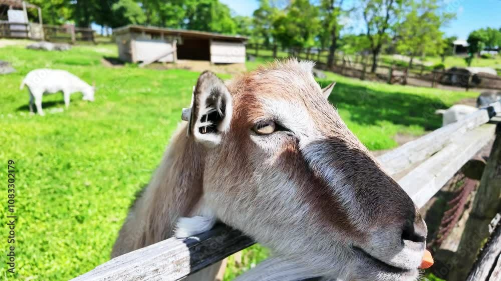 Leinwandbilder 山羊、ヤギ、羊、動物、動物園、やぎ、餌、餌付け、えさ、もぐもぐ、牧場、牧畜、家畜、顔、畜産業、体験、餌やり、角、哺乳類、草食、自然、飼育、草原、ひげ、口、かわいい、日本、食べる、風景、屋外、放牧、食事、酪農、畜産、植物、牧草、草食動物、野原、農場、白、生物、アップ、青空、囲い、柵、食肉、酪農家、給餌、フリーストールバーン、搾乳