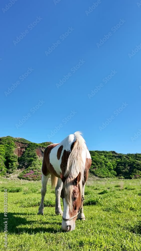 Leinwandbilder 馬、牧場、動物、草原、放牧、ウマ、食べる、牧草地、食事、飼育、自然、環境、野生、ローアングル、地平線、パノラマ、青空、sdgs、畜産業、牧畜、家畜、放し飼い、観光、旅行、観光客、サファリパーク、動物園