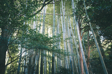 Fototapeta premium 鎌倉の報国寺