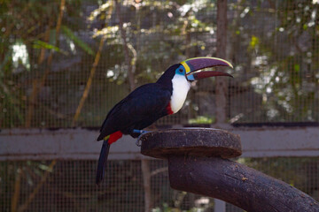 White throated Toucan. 