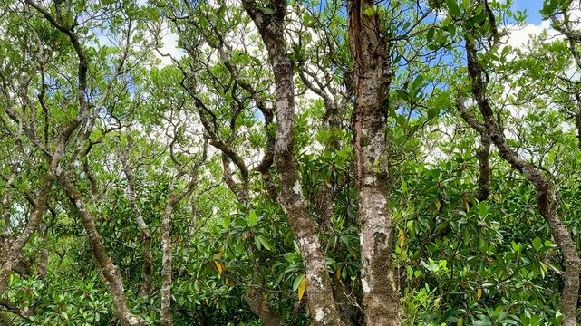 mangrove trees in summer