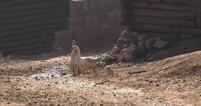 During the day, the geese on the farm strut around slowly, looking all proud