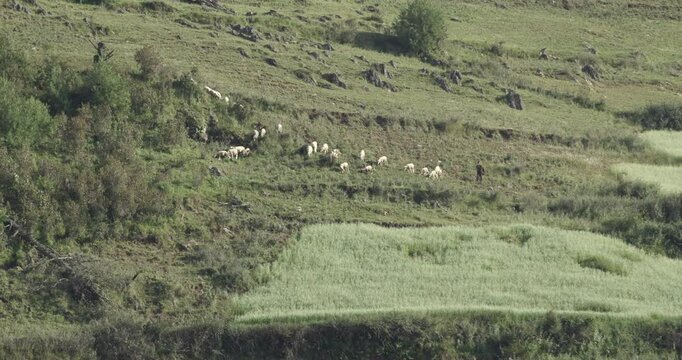 A distant shot of a flock of sheep on a mountainside, accompanied by a shepherd