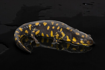 Tiger Salamander (Ambystoma tigrinum) on Black Background