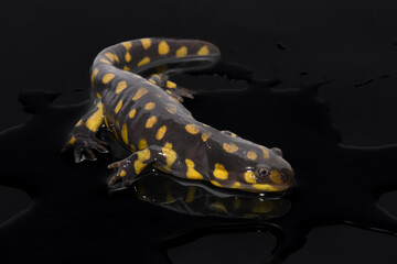 Tiger Salamander (Ambystoma tigrinum) on Black Background