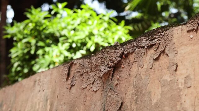 Ants Marching on a Wall