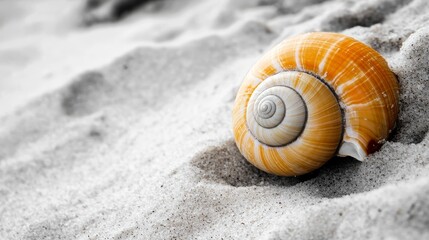 Beautiful sea snail conch or shell on the beach sand Black and white photography