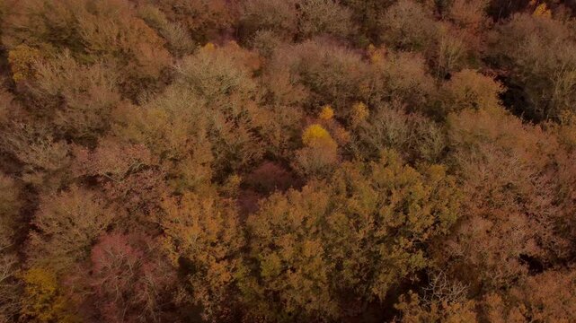 Aerial View from Above:  Vibrant red leaves in Forest in Full Autumn Splendour UK Countryside