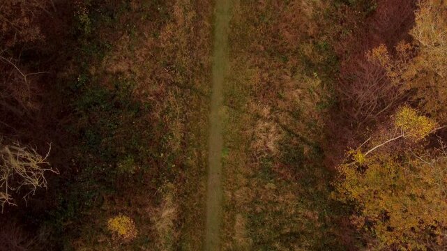 Aerial View from Above:  Vibrant red leaves in Forest in Full Autumn Splendour UK Countryside