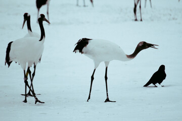 Obraz premium Dancing Cranes. The ritual marriage dance of cranes. The red-crowned crane. Scientific name: Grus japonensis, also called the Japanese crane or Manchurian crane, is a large East Asian Crane.The red-cr
