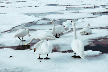 Swans on the Lake Kussharo, Hokkaido there are swans in the snow, sometimes alone, sometimes in a...
