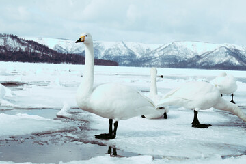Swans on the Lake Kussharo, Hokkaido there are swans in the snow, sometimes alone, sometimes in a...
