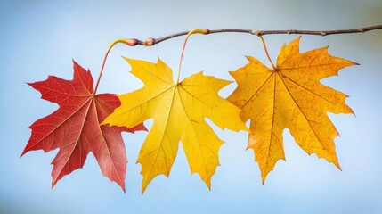 Obraz premium Falling autumn maple leaves natural background Colorful foliage