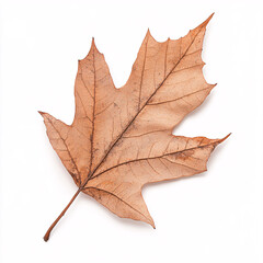 A detailed view of a dry autumn leaf showcasing nature's beauty and the transition of seasons in a studio environment.