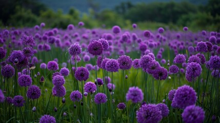Obraz premium Vibrant Purple Allium Flowers in Bloom
