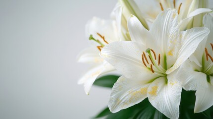Obraz premium Blooming white lilies in minimalist setting nature photography soft background peaceful atmosphere