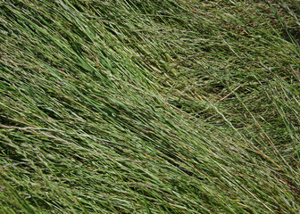 Dense fresh green long grass