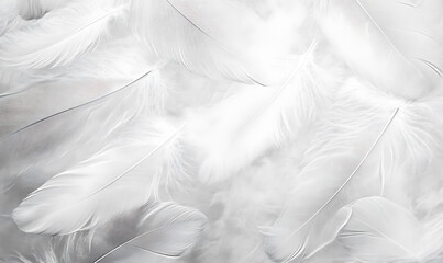 Obraz premium white feathers background