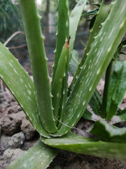 Fototapeta premium aloe vera plant in garden