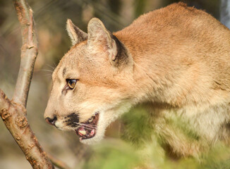 Mountain Lion (Puma), Cougar Portrait 