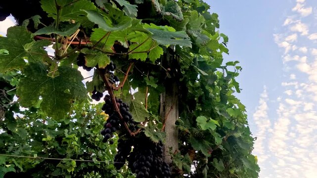 Grapevines Under a Clear Sky