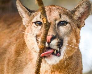 Mountain Lion (Puma), Cougar Portrait playing on Tree