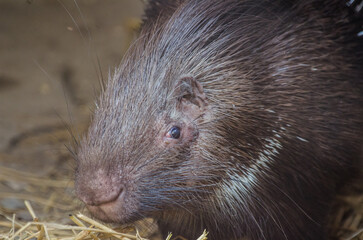 Close-up of porcupine at Lahore Zoo, Pakistan