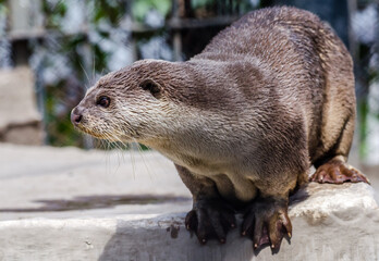 River Otter portrait