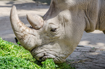 Fototapeta premium Close-up of Indian rhinoceros (Rhinoceros unicornis) grazing.