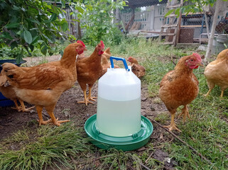 A group of chickens standing next to a gallon of water