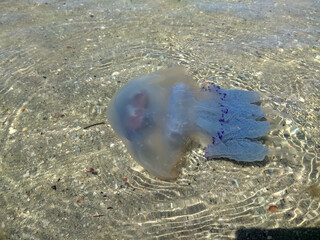 A jellyfish floating in shallow water on a sandy beach
