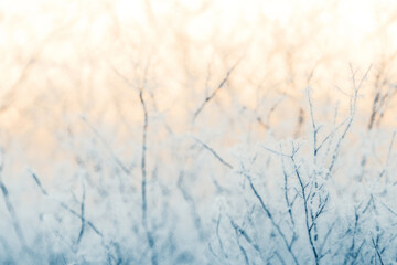 Obraz premium A close up of a tree with frost on it