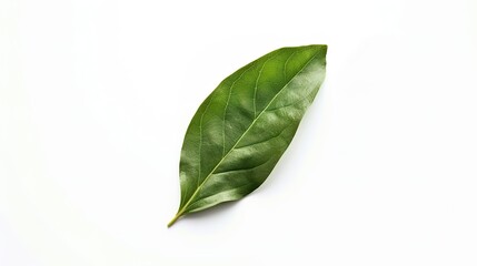 Bay Leaf Isolated on White Background - A Symbol of Flavor and Tradition. The Green Bay Leaf with Its Distinctive Shape and Texture, Standing Alone Against the Purity of White. Its Curves and Veins