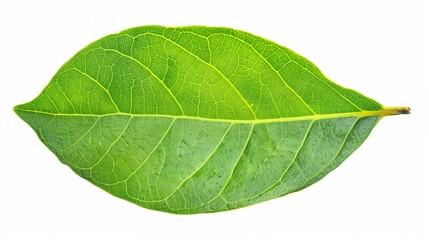 Obraz premium Bay Leaf Isolated on White Background - A Symbol of Flavor and Tradition. The Green Bay Leaf with Its Distinctive Shape and Texture, Standing Alone Against the Purity of White. Its Curves and Veins