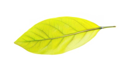 Obraz premium Bay Leaf Isolated on White Background - A Symbol of Flavor and Tradition. The Green Bay Leaf with Its Distinctive Shape and Texture, Standing Alone Against the Purity of White. Its Curves and Veins