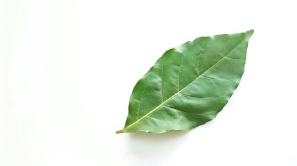 Obraz premium Bay Leaf Isolated on White Background - A Symbol of Flavor and Tradition. The Green Bay Leaf with Its Distinctive Shape and Texture, Standing Alone Against the Purity of White. Its Curves and Veins