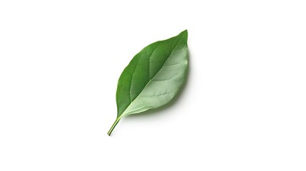 Bay Leaf Isolated on White Background - A Symbol of Flavor and Tradition. The Green Bay Leaf with Its Distinctive Shape and Texture, Standing Alone Against the Purity of White. Its Curves and Veins