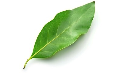 Obraz premium Bay Leaf Isolated on White Background - A Symbol of Flavor and Tradition. The Green Bay Leaf with Its Distinctive Shape and Texture, Standing Alone Against the Purity of White. Its Curves and Veins
