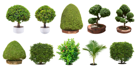 Collection ornamental trees bonsai and shrubs (ficus, fig) with colorful foliage. in clay pots for home and garden decoration. Total of 10 trees. (png) Isolated on white background. 