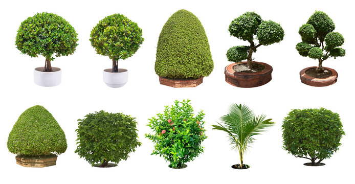 Collection ornamental trees bonsai and shrubs (ficus, fig) with colorful foliage. in clay pots for home and garden decoration. Total of 10 trees. (png) Isolated on white background. 