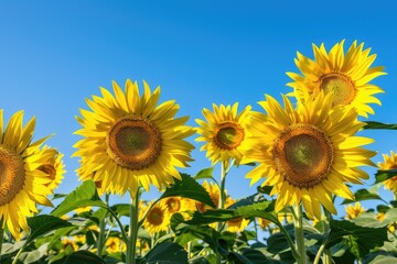 Obraz premium Sunflowers bloom brightly against a blue sky. Perfect for nature and happiness themed projects, this image evokes feelings of joy and growth.